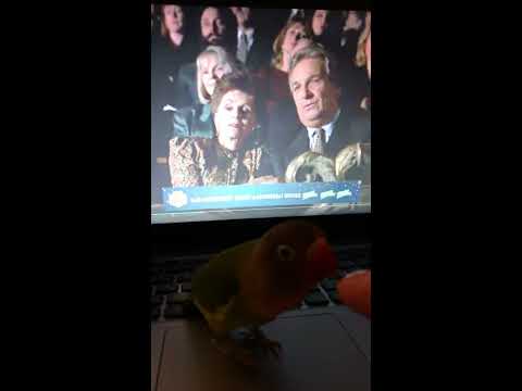 განუყრელი თუთიყუში ჩარლი ● Неразлучник Попугай Чарли ● Lovebird Parrot Charley